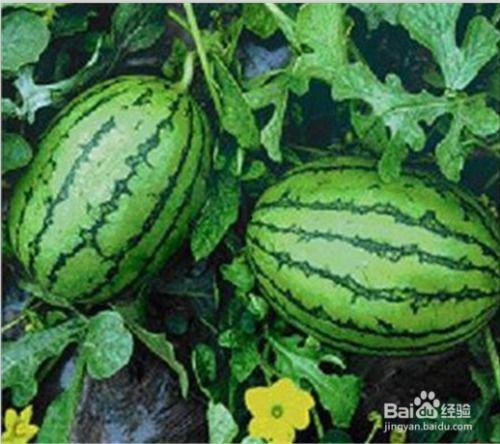 吃瓜网每天吃瓜,揭秘娱乐圈最新热点事件